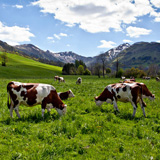 cantal view